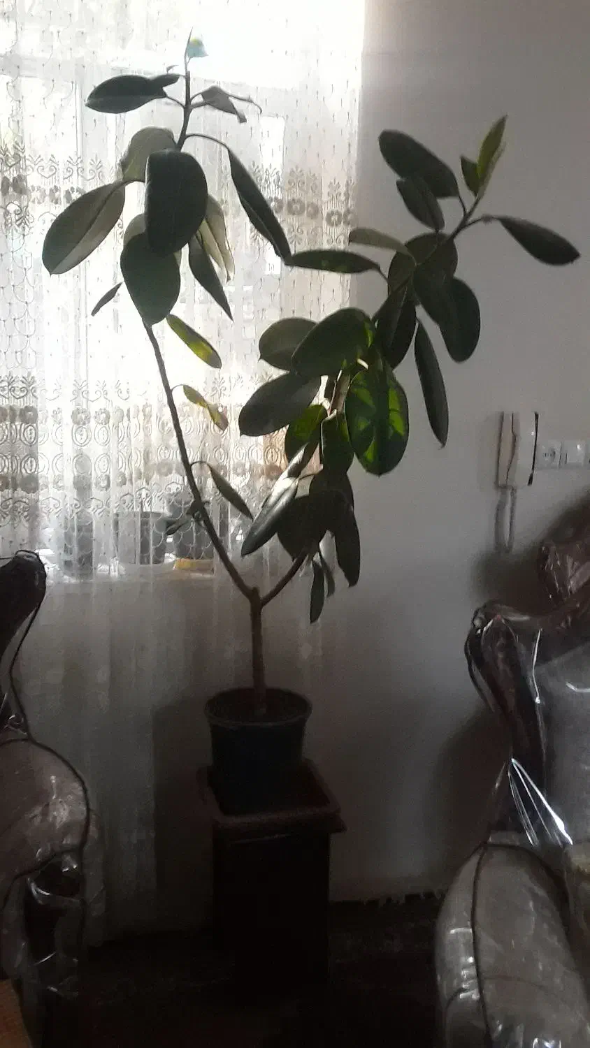 گل فیکوس|گل و گیاه طبیعی|ارومیه, |دیوار