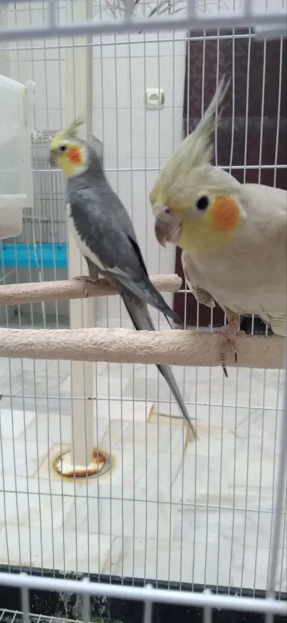 عروس هلندی مولد|پرنده|شازند, |دیوار