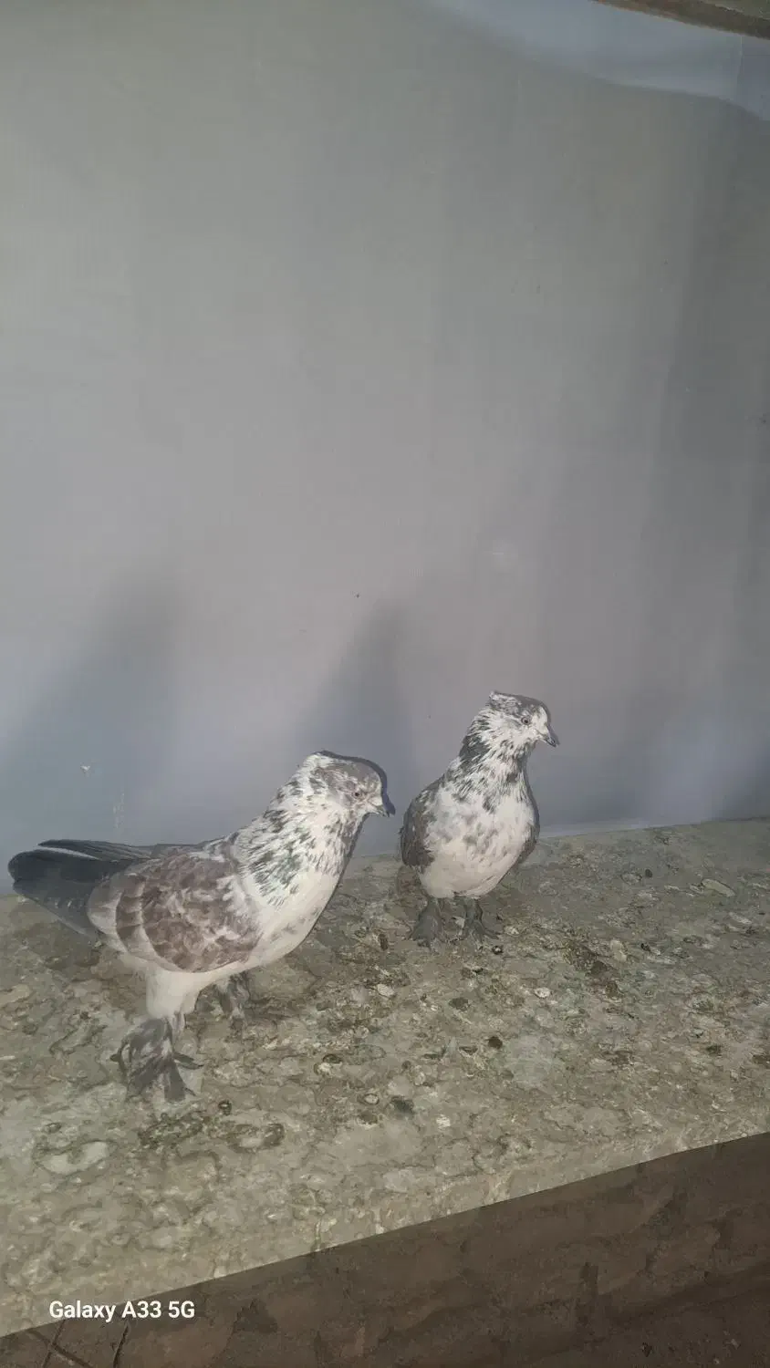 کفتر پرشی ۱۰ ساعتی|پرنده|فردوسیه, |دیوار