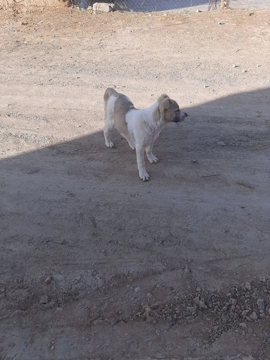 توله سگ|سگ|شیروان (خراسان), |دیوار