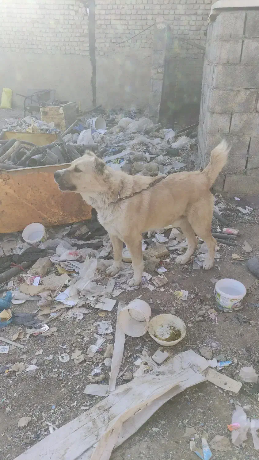 سگ نگهبان|سگ|اراک, |دیوار