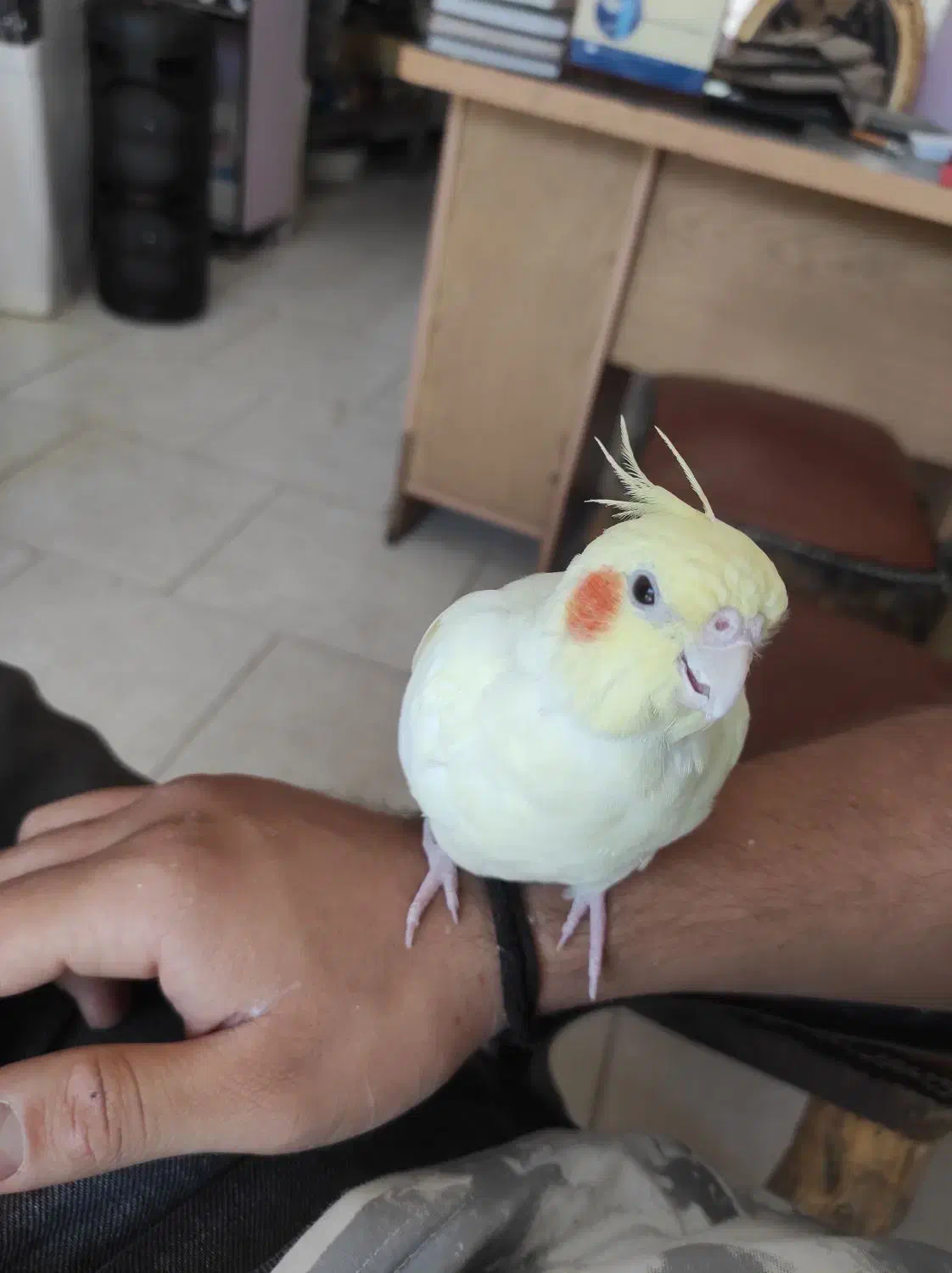 عروس هلندی ماده|پرنده|رباطکریم, رباطکریم|دیوار