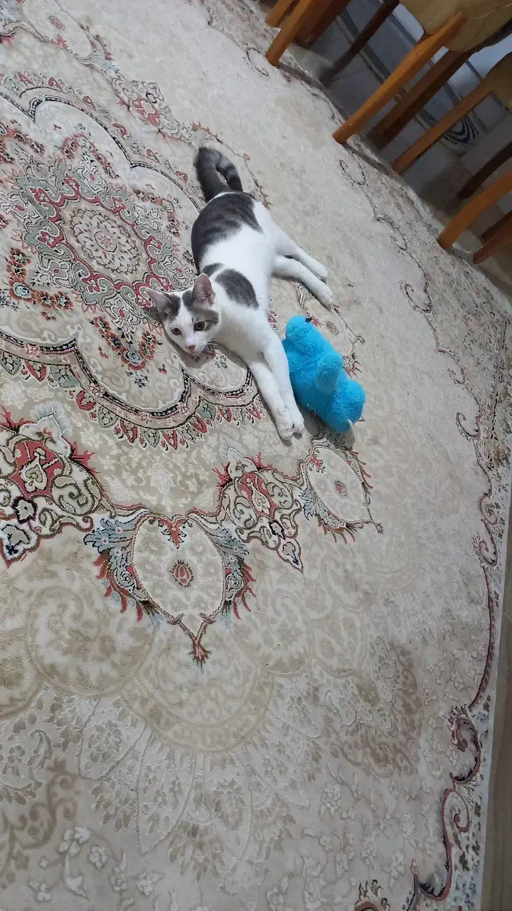 واگذاری گربه|گربه|رشت, توشیبا|دیوار