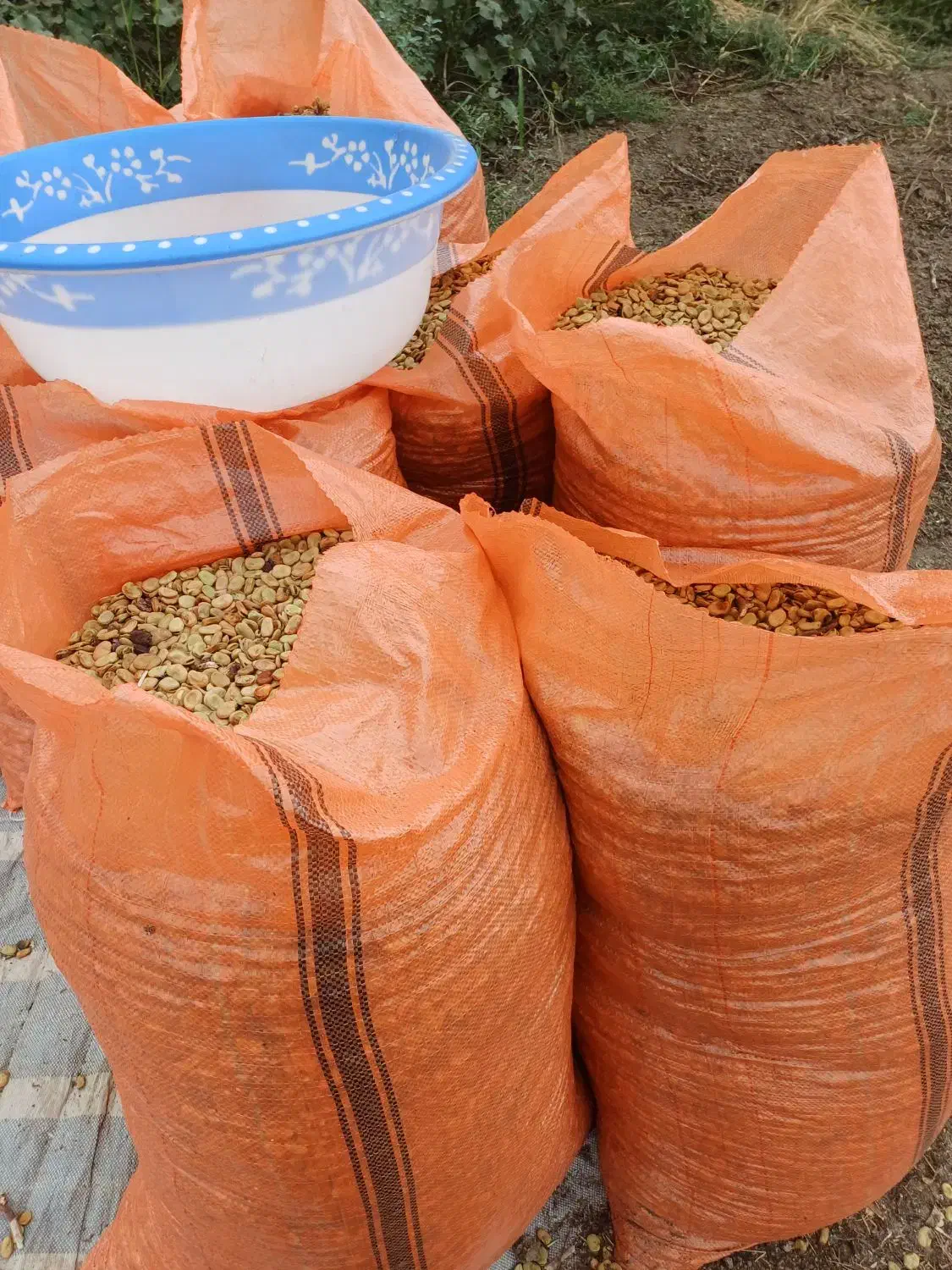 بذر پاخلا|خدمات باغبانی و درختکاری|پارسآباد, |دیوار