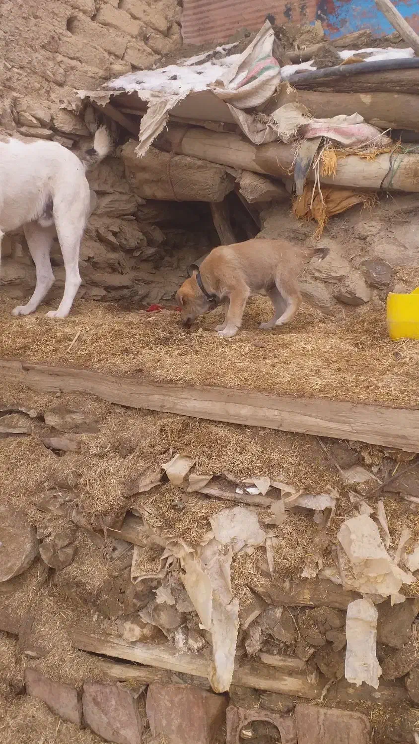 توله نر|سگ|سروآباد, |دیوار