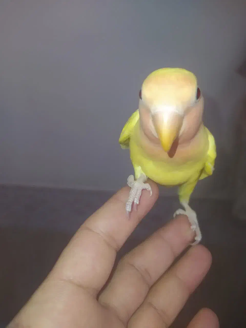 کوتوله .عروس.فنچ|پرنده|بیرجند, |دیوار