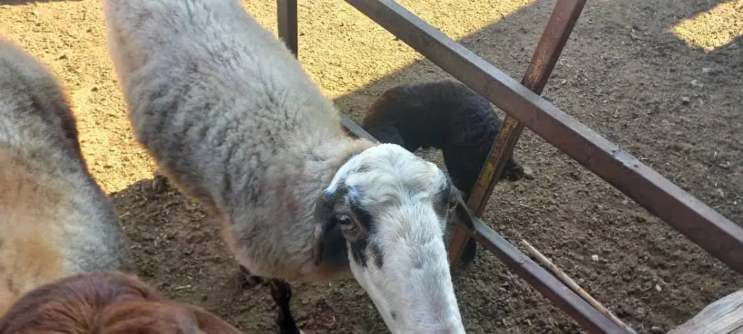 گوسفند با بره نر|حیوانات مزرعه|گمیشان, |دیوار