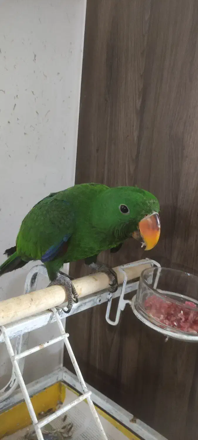 جوجه اکلکتوس|پرنده|بندر انزلی, نیمه شعبان|دیوار