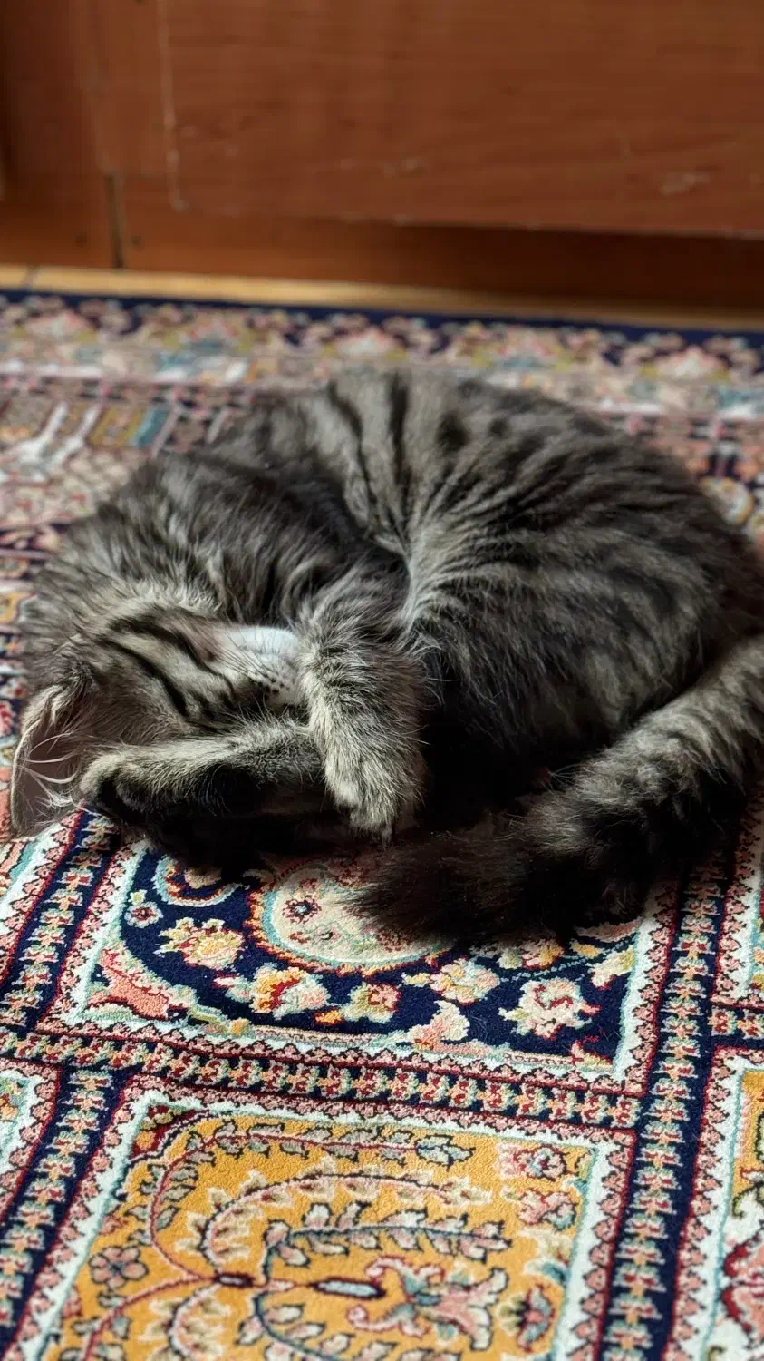 گربه دورگه|گربه|سمنان, |دیوار