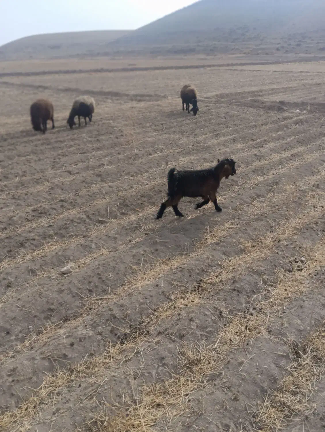 بز غاله بره میش|حیوانات مزرعه|داران, |دیوار