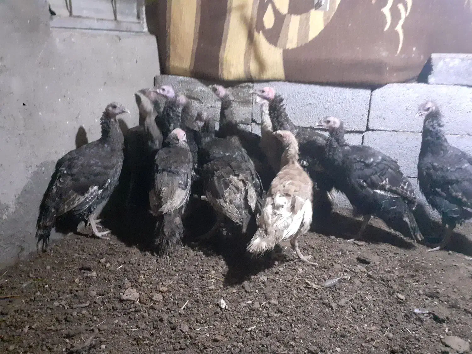 بقلمون ۵ماهه معاوضه با بز نر|حیوانات مزرعه|دهگلان, |دیوار