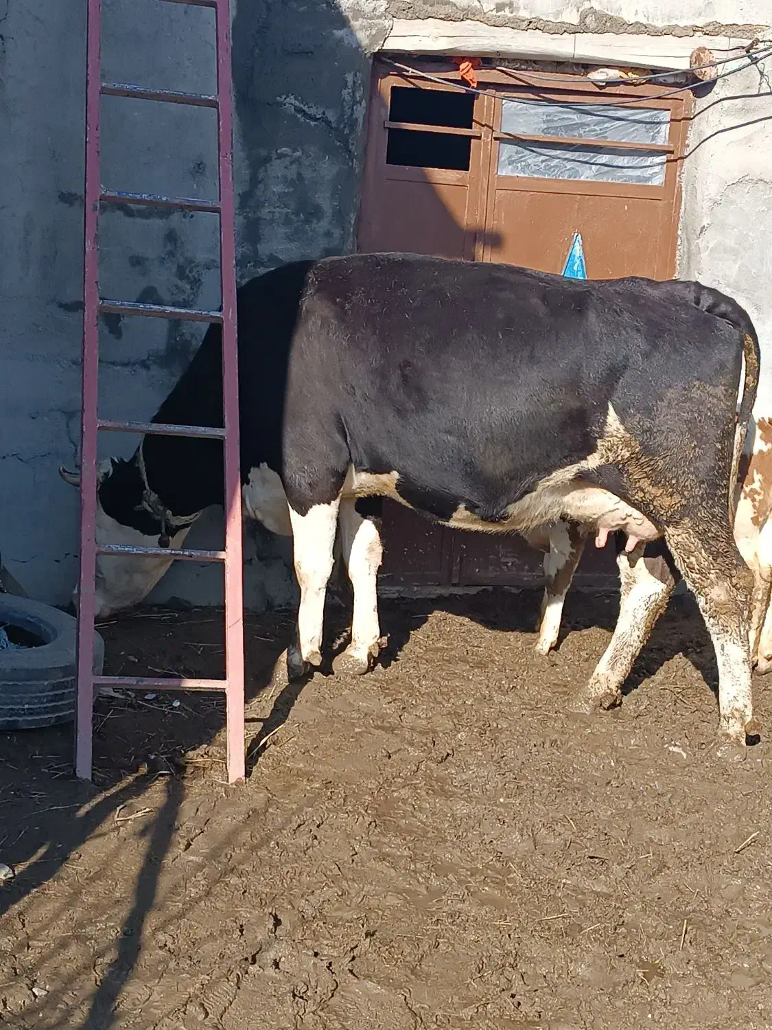 گاو سمنتال پرشیر|حیوانات مزرعه|هشترود, |دیوار