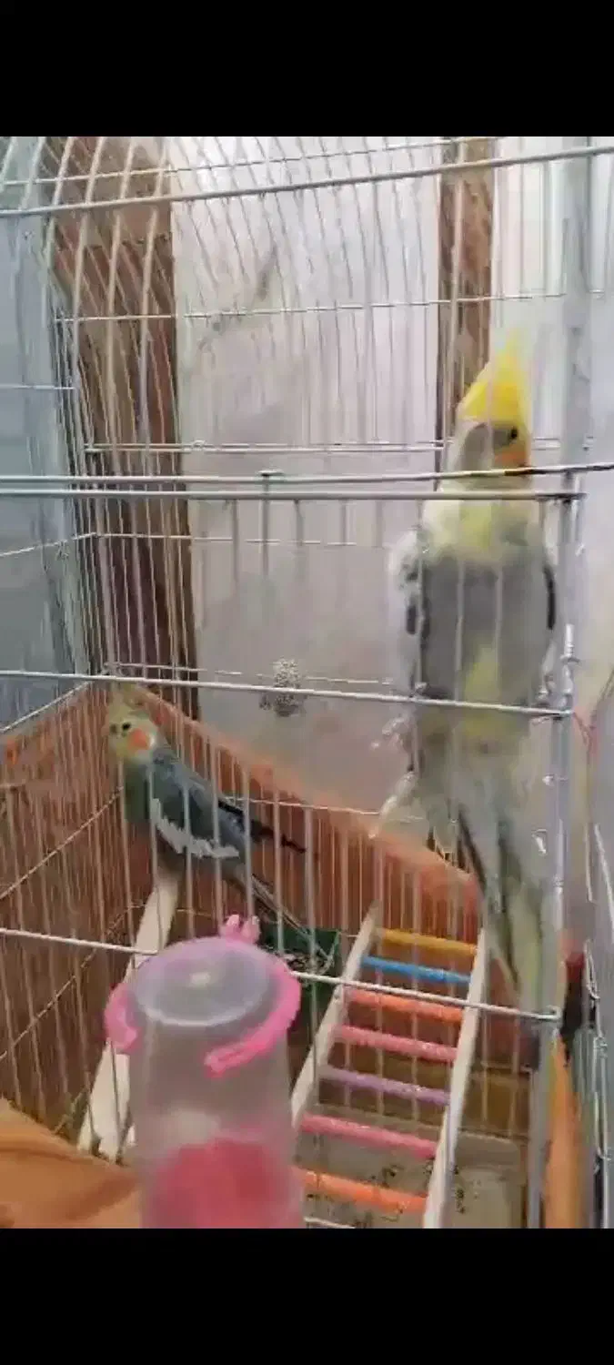 عروس هلندی|پرنده|خاش, |دیوار