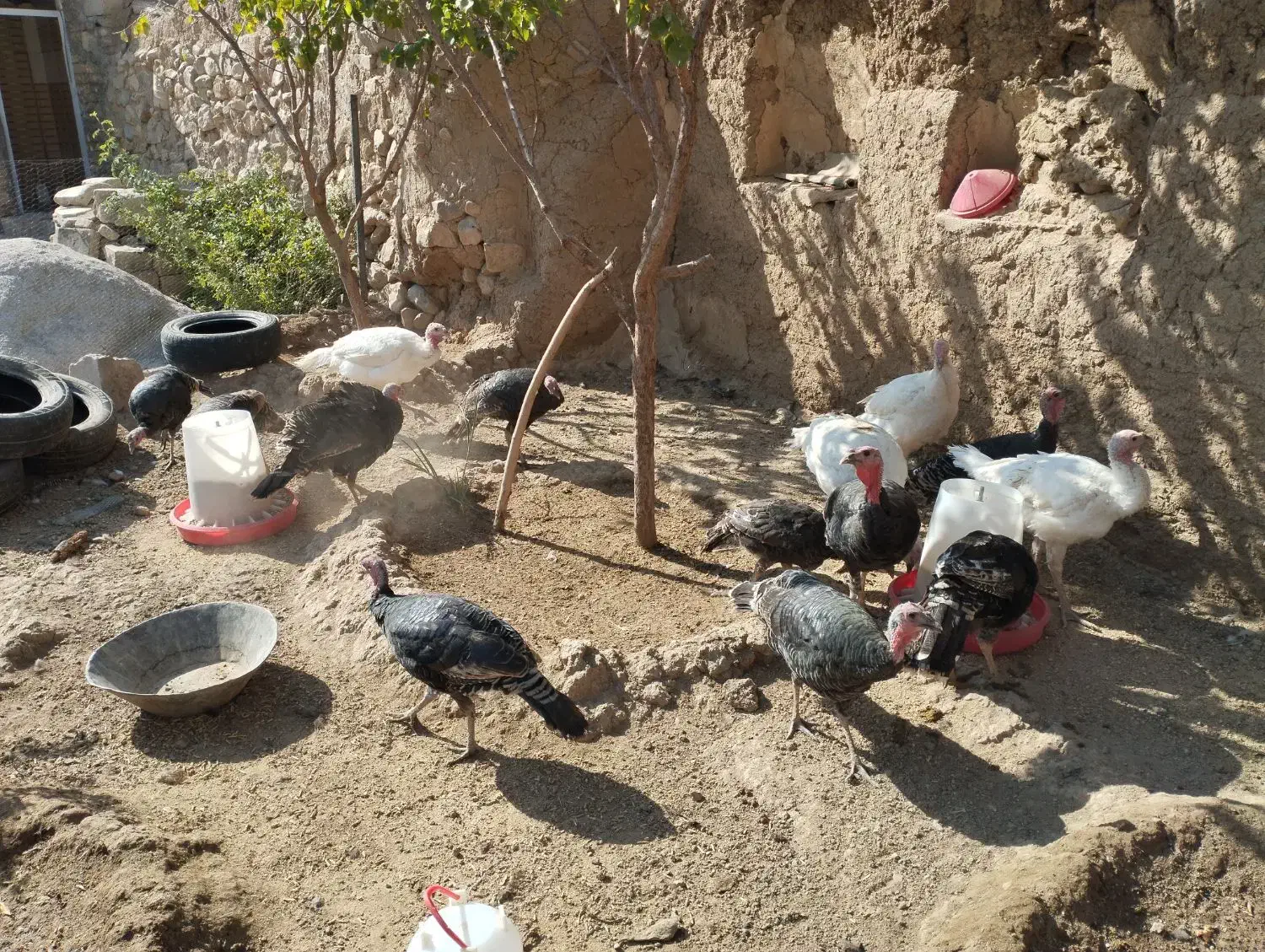 بوقلمون|حیوانات مزرعه|صحنه, |دیوار