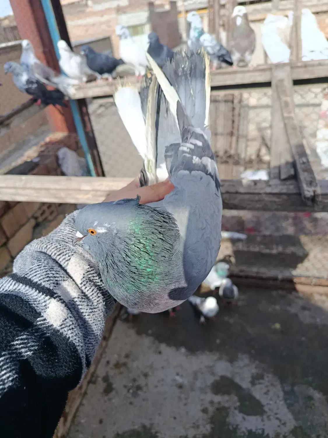 فروشی|پرنده|نقده, |دیوار