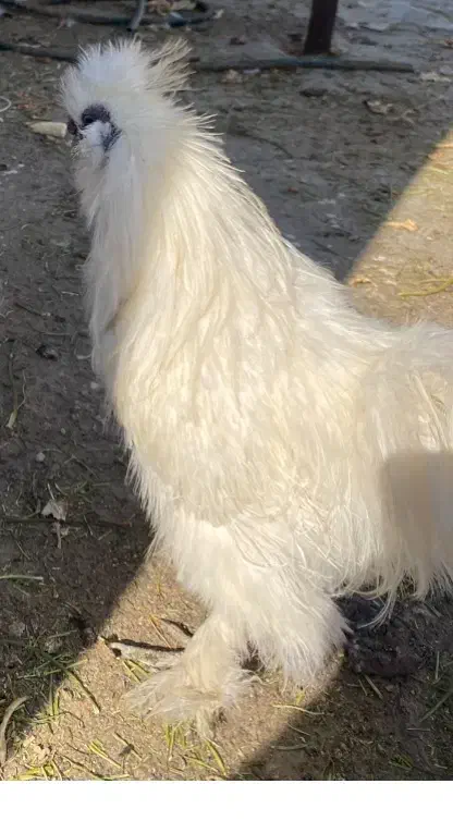 مولد ابریشم|حیوانات مزرعه|جهرم, |دیوار