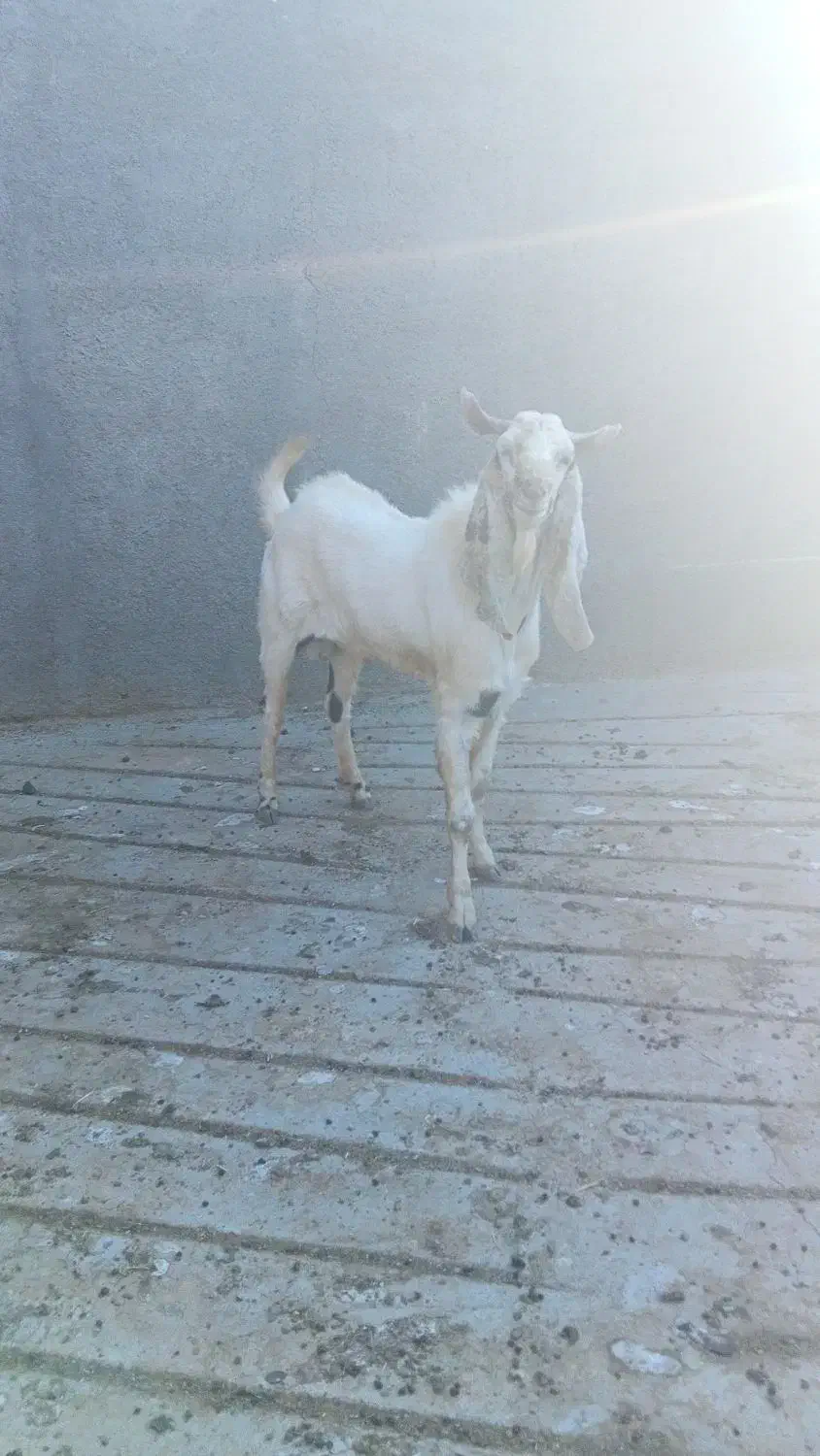 چپش|حیوانات مزرعه|بانش, |دیوار