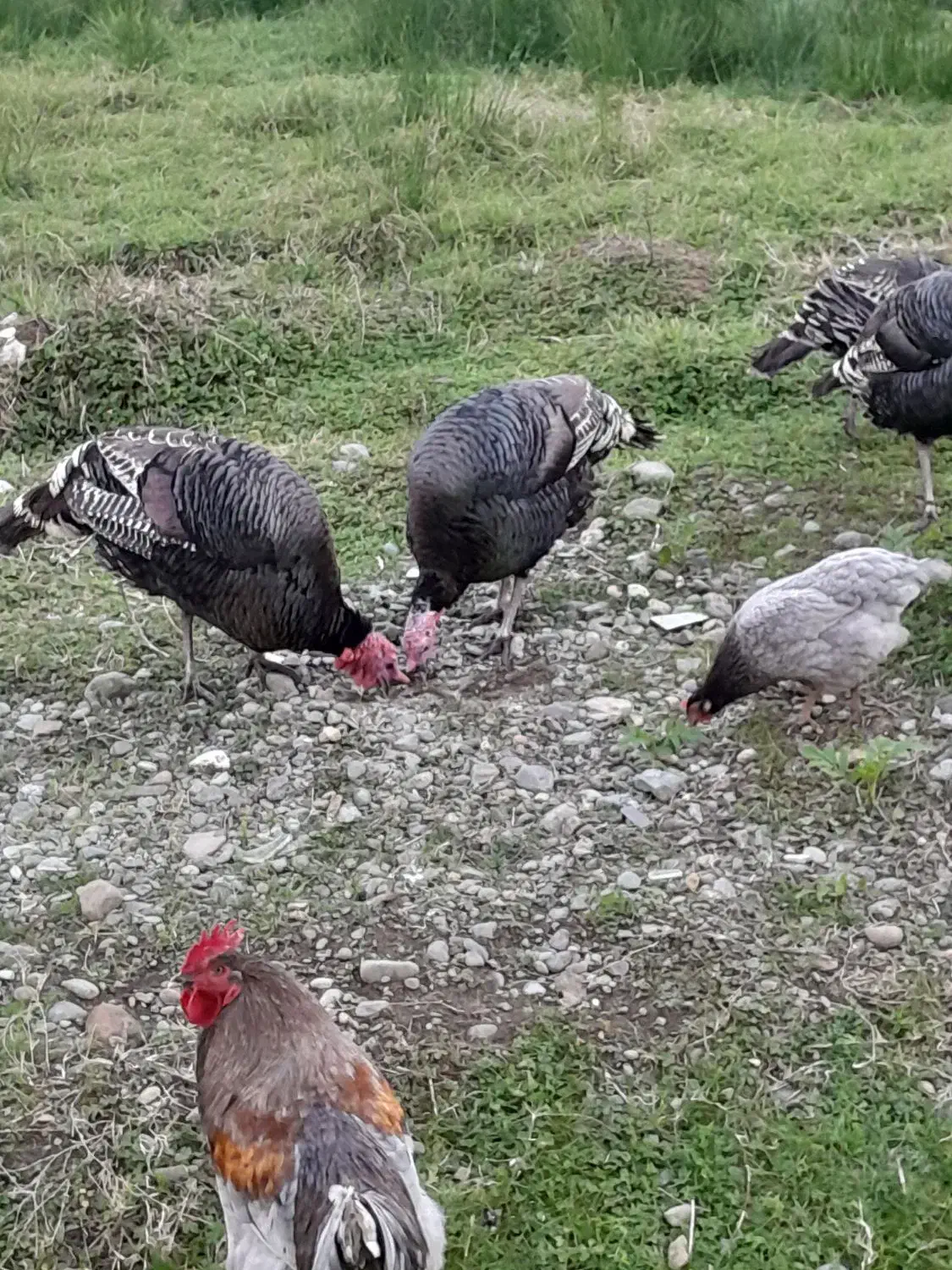 بوقلمون نر|حیوانات مزرعه|احمدسرگوراب, |دیوار