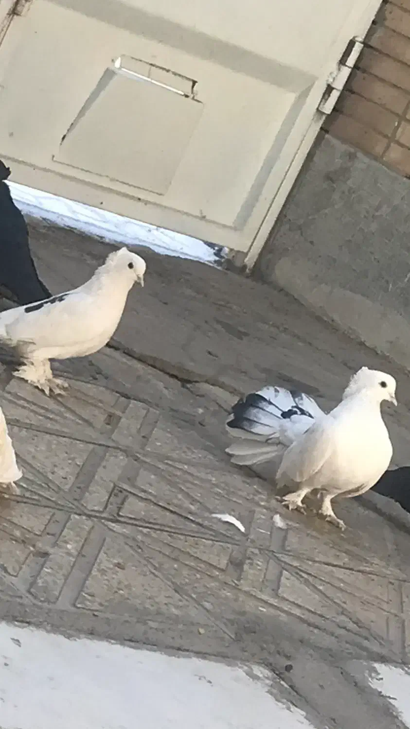 کبوتر جفت تزیینی راعب دم چتری سینه لرزون|پرنده|شاهینشهر, شهرک گلدیس|دیوار