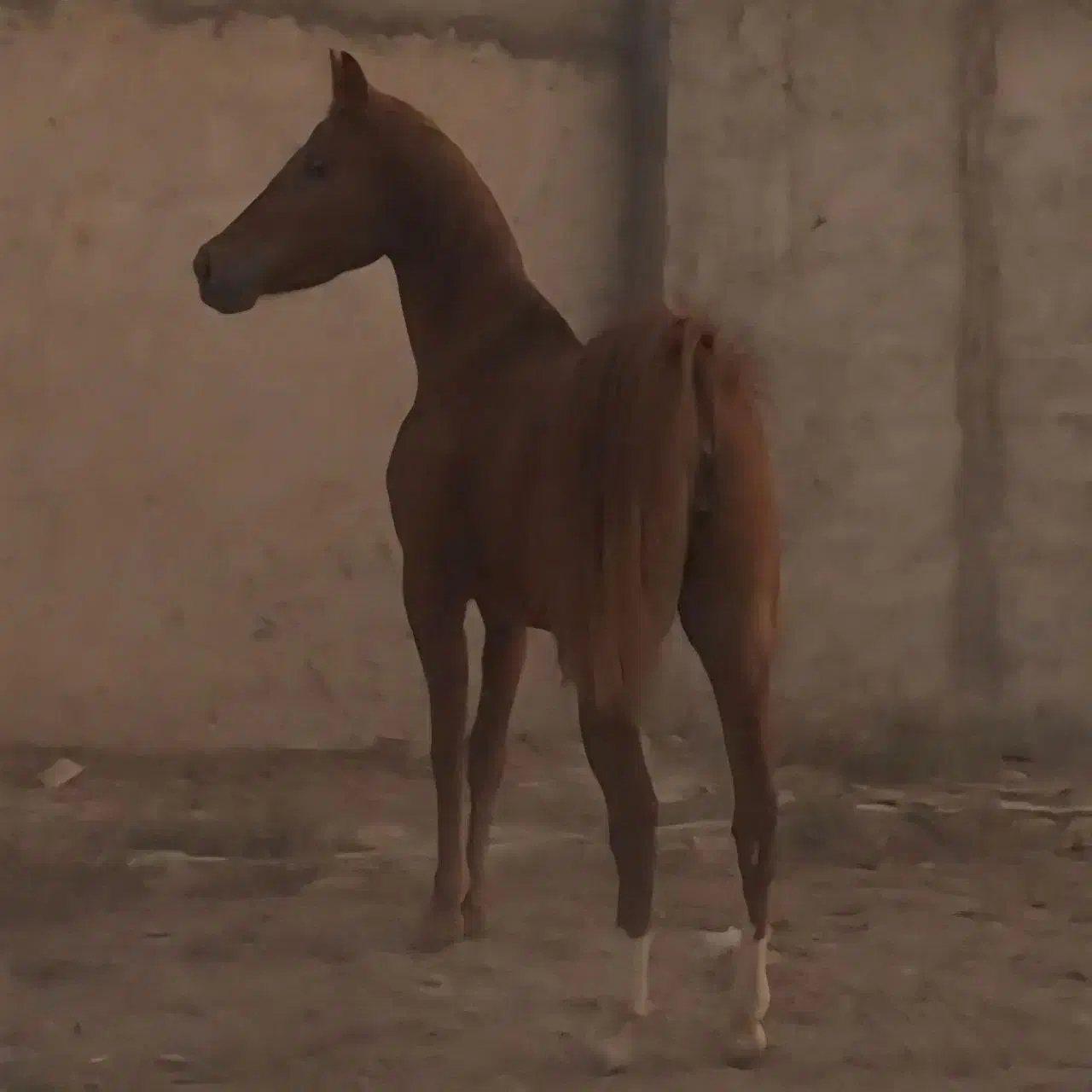 اسب مادیون|اسب و تجهیزات اسب‌سواری|ورامین, ورامین|دیوار