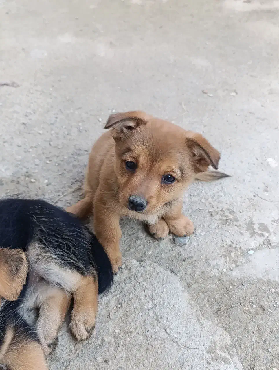 فروش توله سگ های ۷۰روزه|سگ|گلوگاه, |دیوار