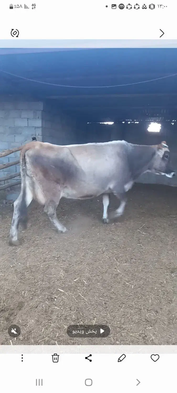 گاوسویسی باگوساله فروشی|حیوانات مزرعه|جغتای, |دیوار