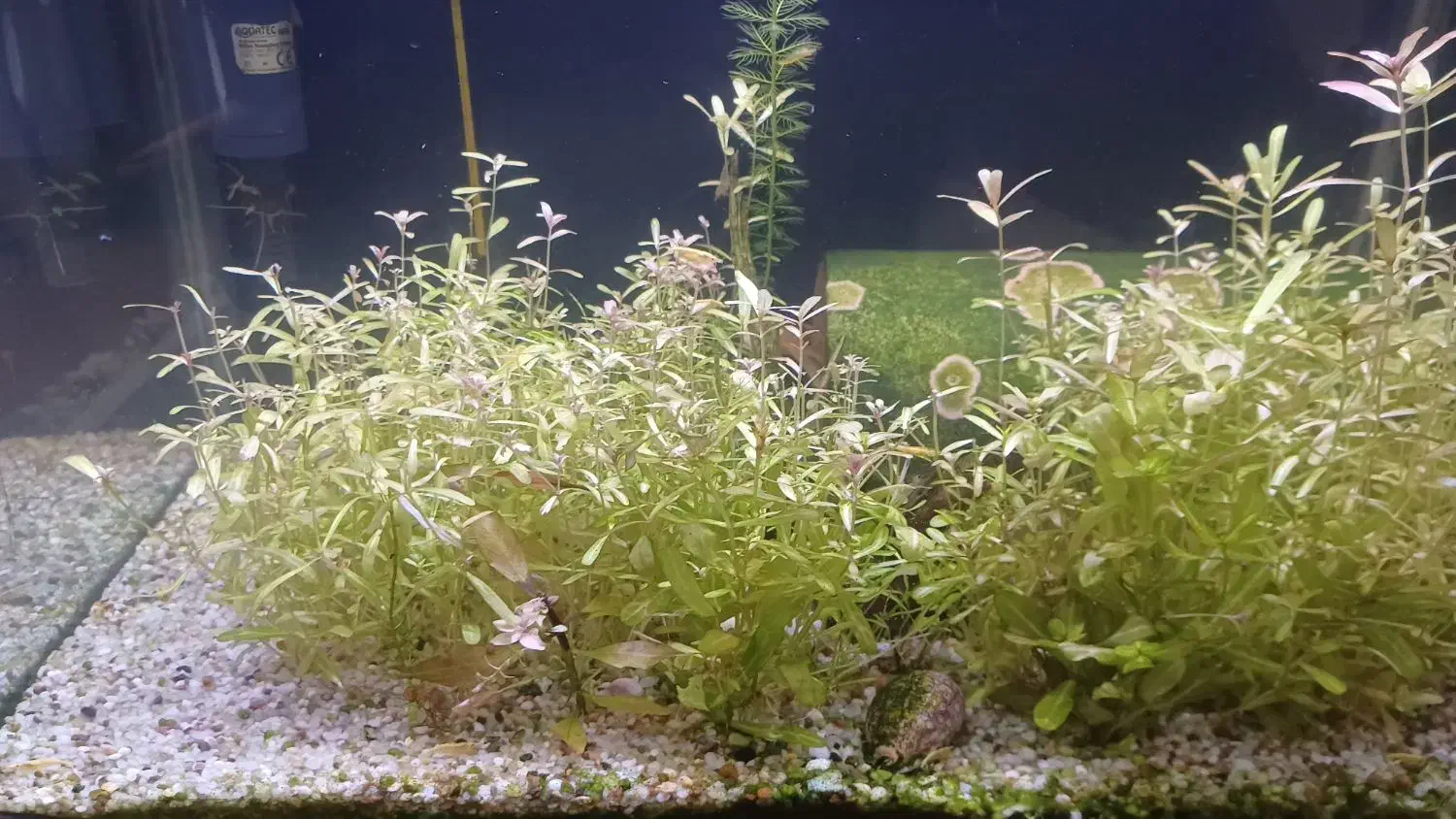 آکواریوم شیشه خمه ماهیران ۵۰×۳۴×۳۴|ماهی|کرمانشاه, |دیوار