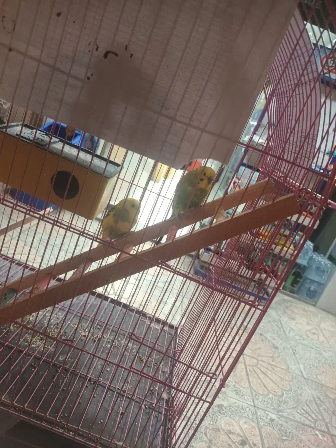 ۲ عدد مرغ عشق|پرنده|رباط‌کریم, رباط‌کریم|دیوار