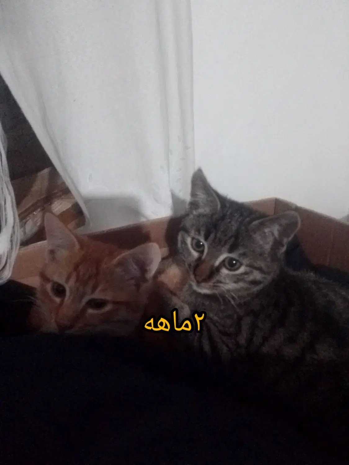 واگذاری تعدادی گربه به صورت رایگان|گربه|ساری, |دیوار