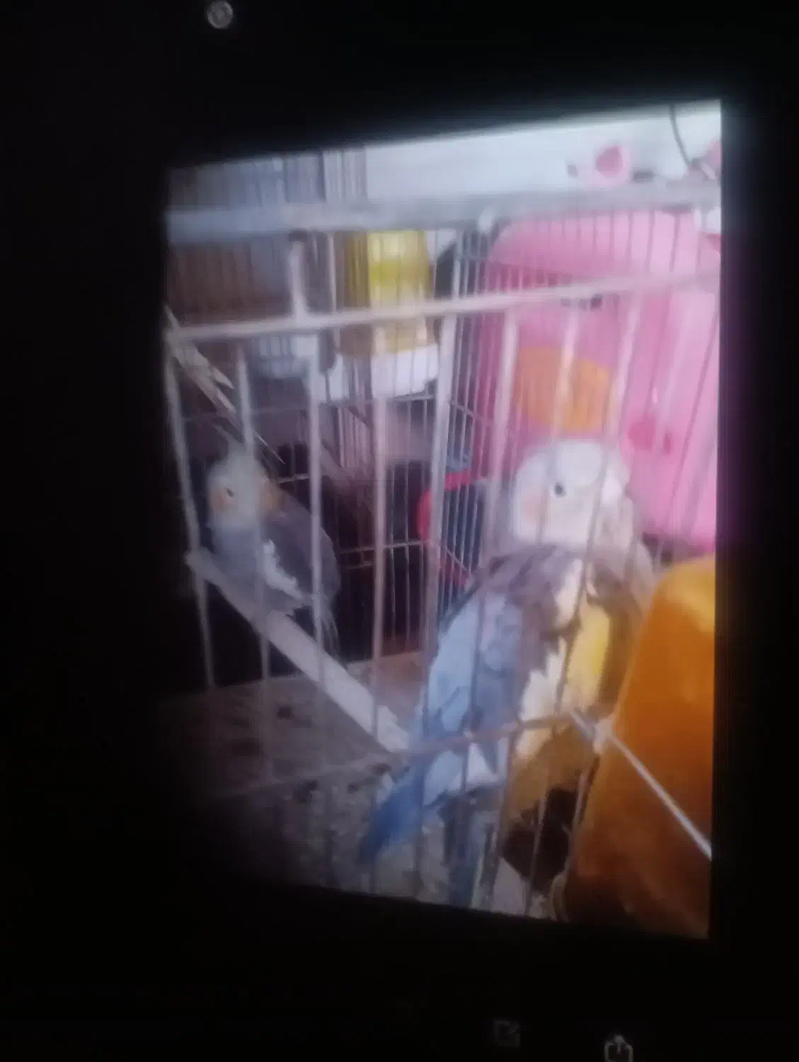 فروش عروس هلندی|پرنده|کاشان, یزد‌آباد|دیوار