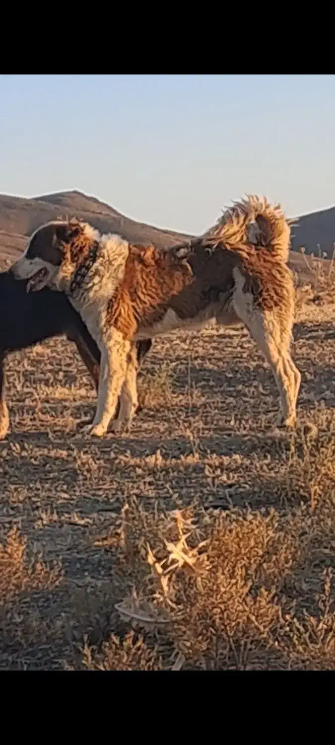 دزدیده شده|حیوانات|اراک, |دیوار