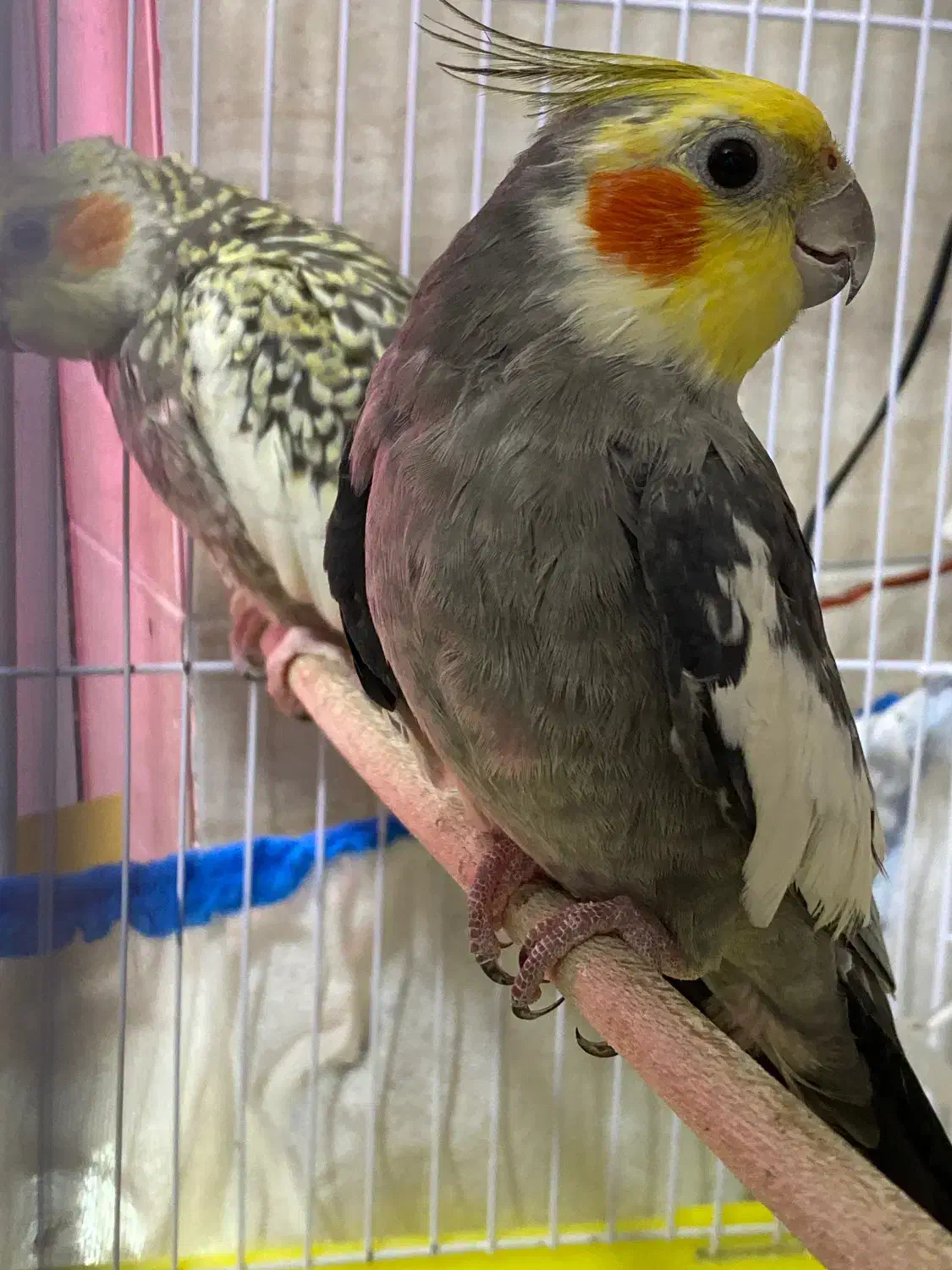 عروس هلندی|پرنده|رشت, حمیدیان|دیوار