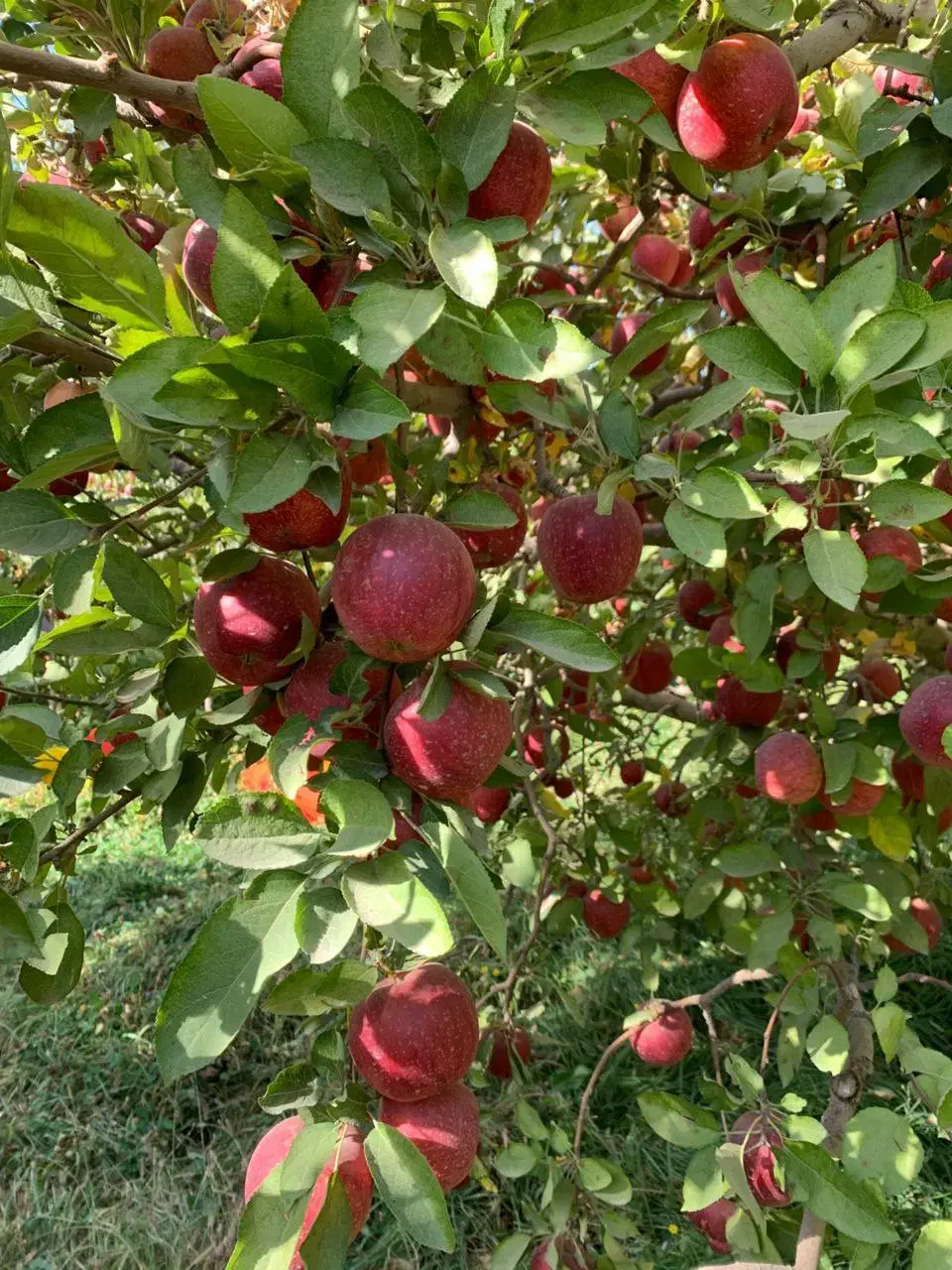 نهالستان ارقام متنوع میوه و گردو های پربار پالیز|خدمات باغبانی و درختکاری|ابرکوه, |دیوار