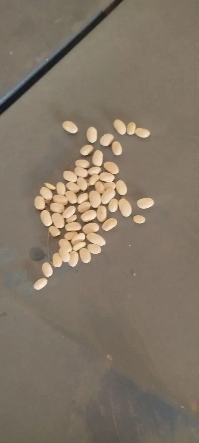 لوبیا سفید درشت مغز دار|خوردنی و آشامیدنی|مبارکه, |دیوار