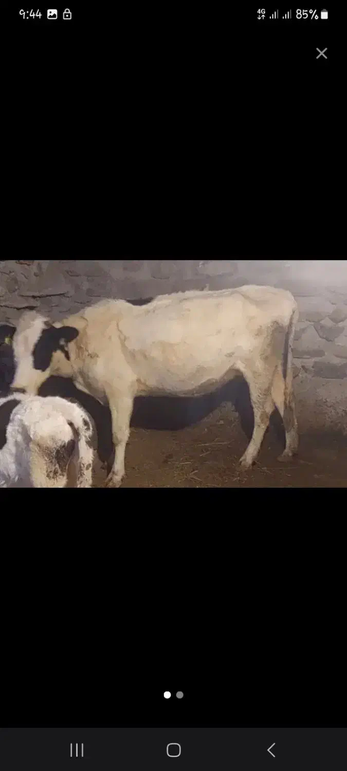 ننه بالا گا و|حیوانات|اردبیل, |دیوار