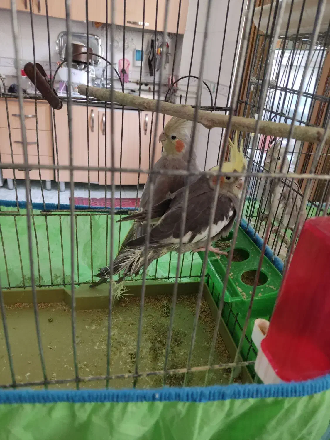 فروش عروس هلندی|پرنده|دره شهر, |دیوار