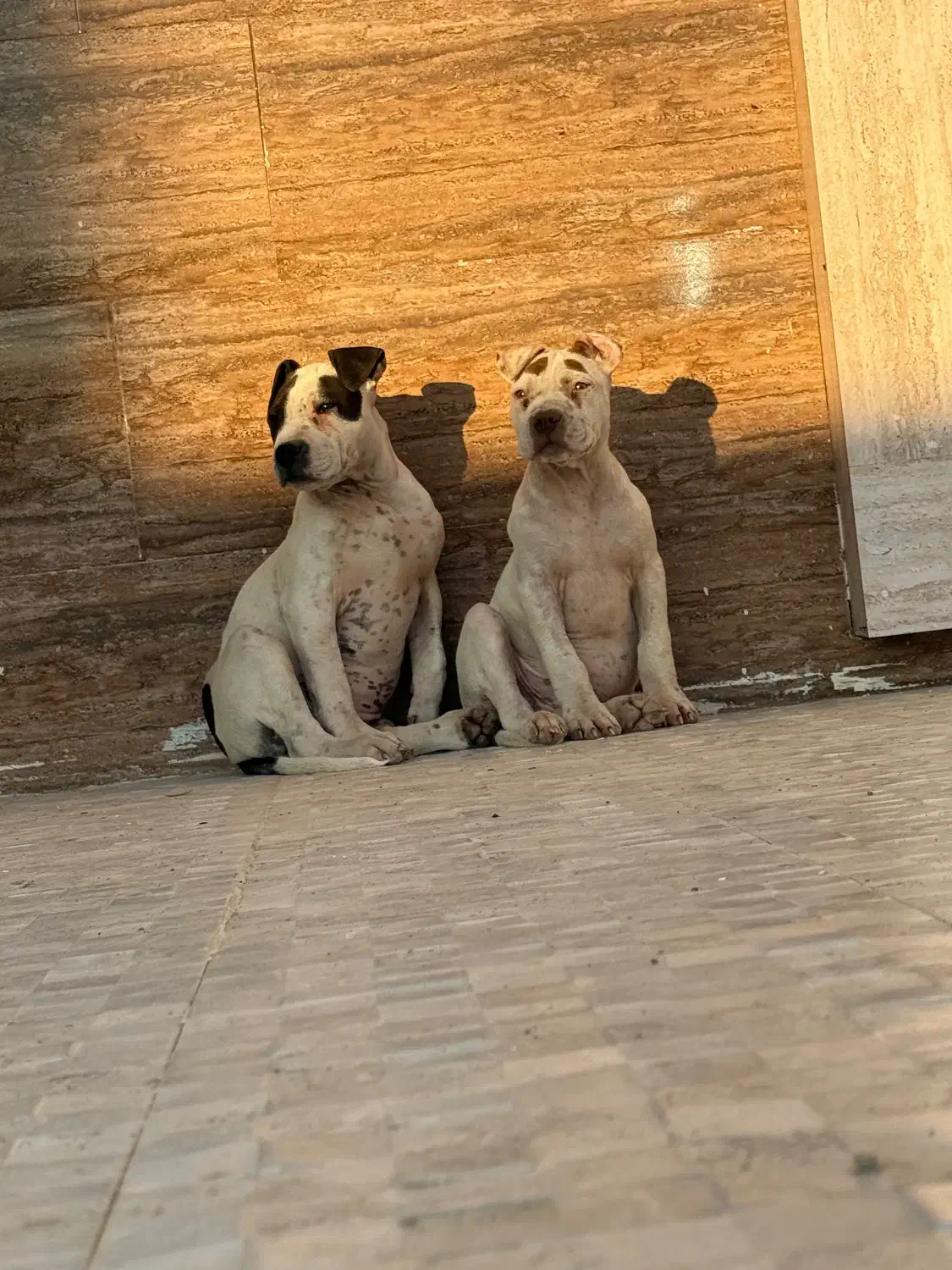 پیتبول بسیار اصیل|سگ|تهران, چهارصد دستگاه|دیوار