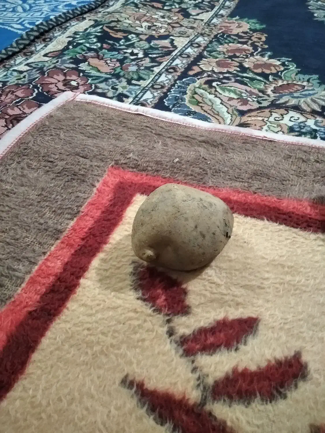 جمع آوری سیب زمینی|استخدام خدمات فروشگاه و رستوران|نورآباد, |دیوار