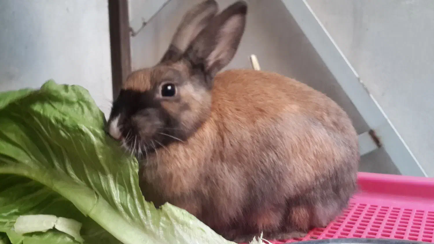 خرگوش|موش و خرگوش|تهران, هفده شهریور|دیوار