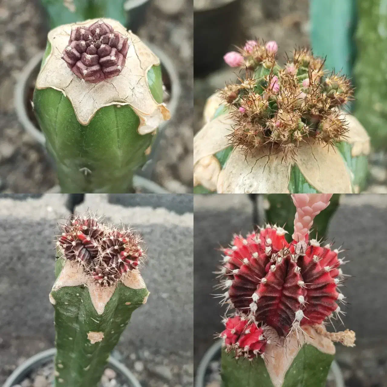 کاکتوس فروش فوری به دلیل مشکلات|گل و گیاه طبیعی|شریفآباد, |دیوار