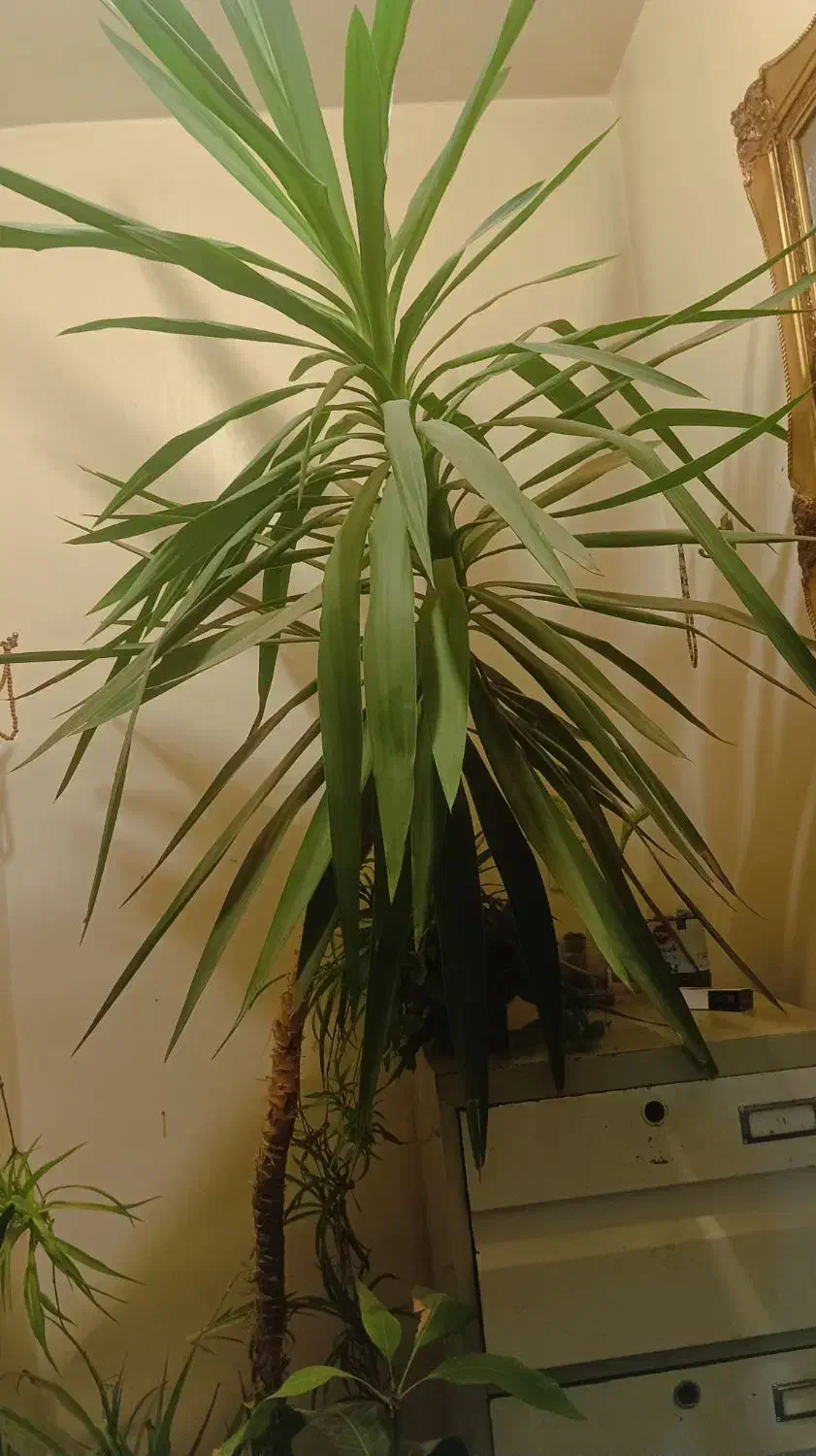 گل یوکا|گل و گیاه طبیعی|شهرکرد, |دیوار