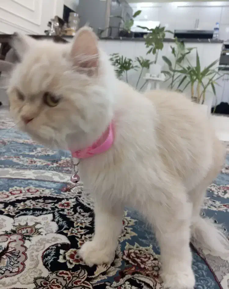 گربه پرشین|گربه|تهران, آرژانتین|دیوار