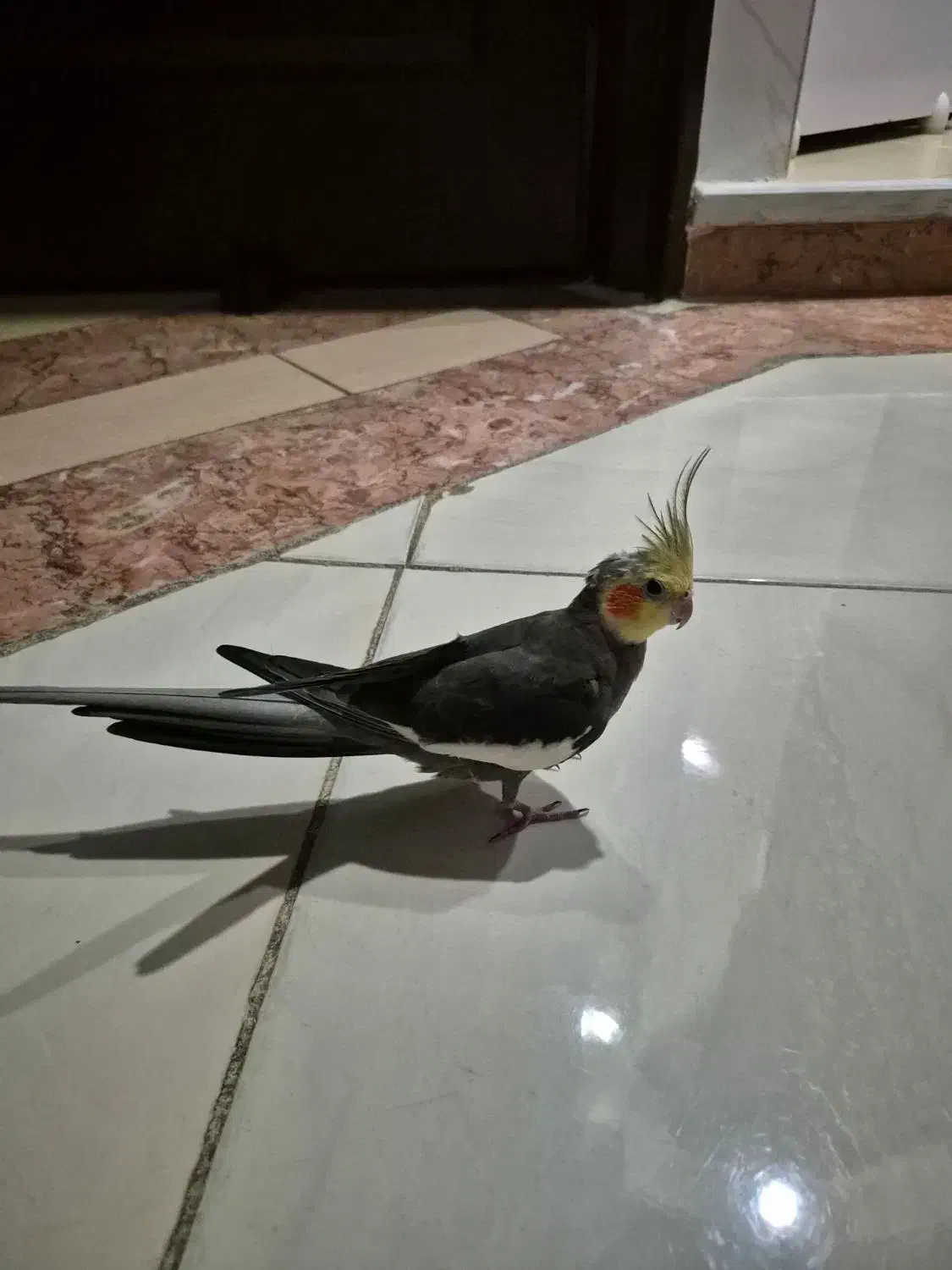 عروس هلندی رام و دستی|پرنده|اسلام‌شهر, شهرک سعیدیه|دیوار