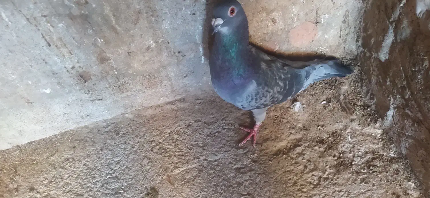 کفتر آلمانی|پرنده|اسلامیه, |دیوار