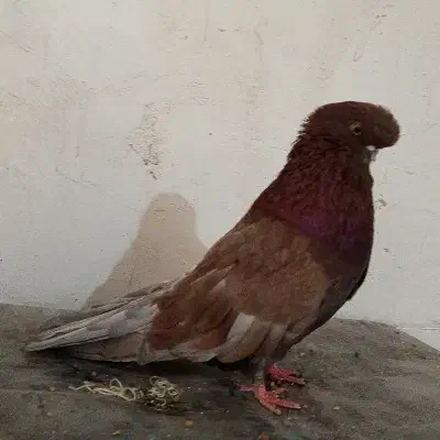 نر قنار|پرنده|شهر ری, بازار آهن|دیوار