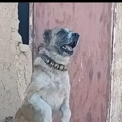 واگذاری سگکانگال آلابای پیتبول افغان نگهبانی|سگ|تهران, میدان میوه و ترهبار مرکزی|دیوار