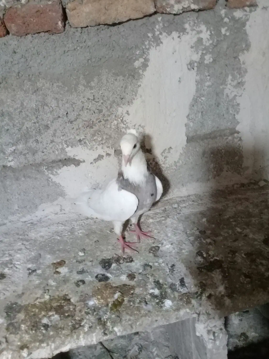 یک جفت کلفه|پرنده|اردبیل, |دیوار