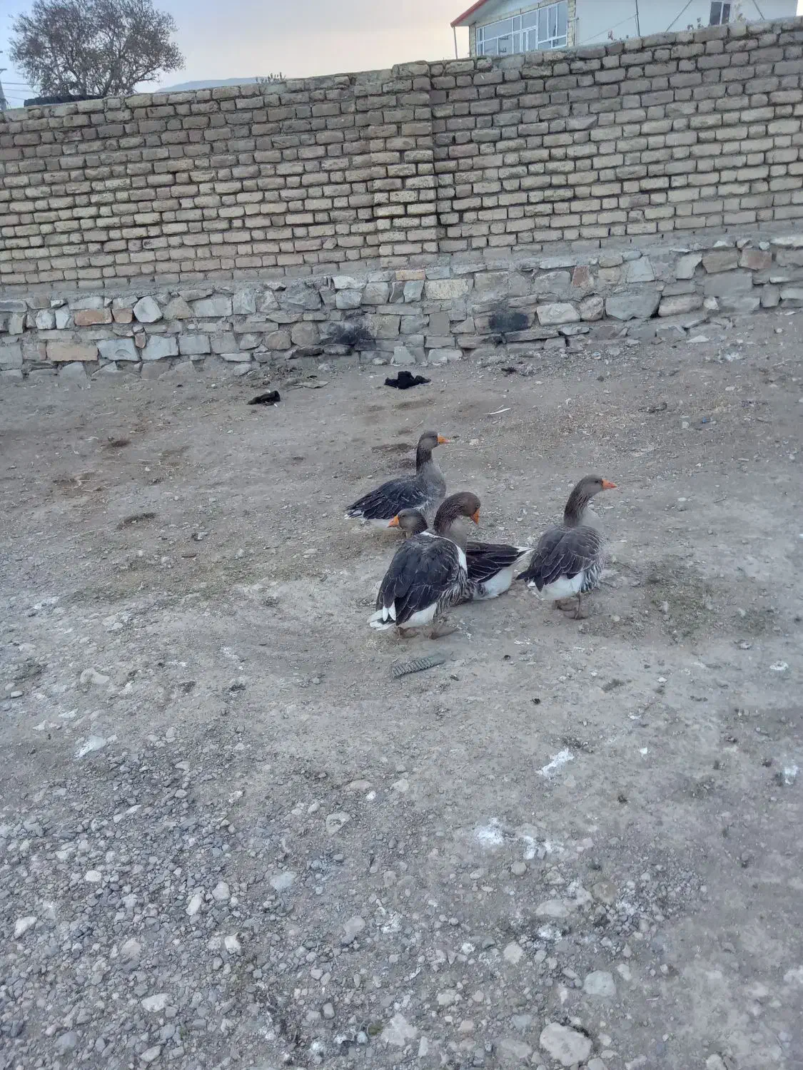 چهار تا غاز چهارتا اوردک|حیوانات مزرعه|کرمانشاه, |دیوار