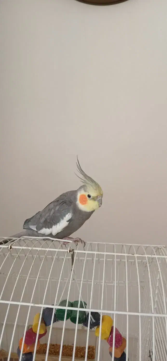 عروس هلندی|پرنده|خرمآباد (تنکابن), |دیوار