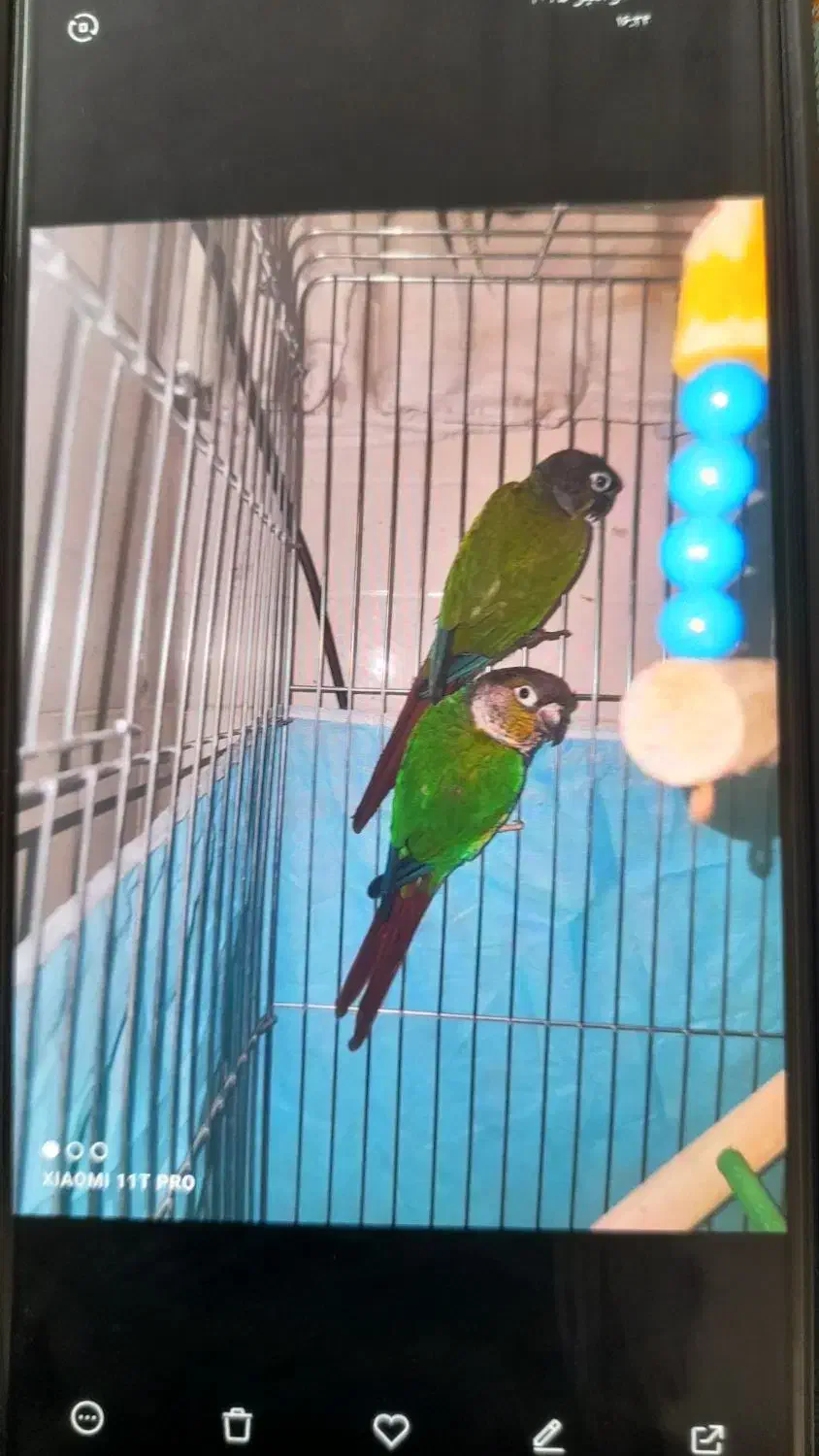 جفت گیرینجیک درجه یک|پرنده|یزد, |دیوار